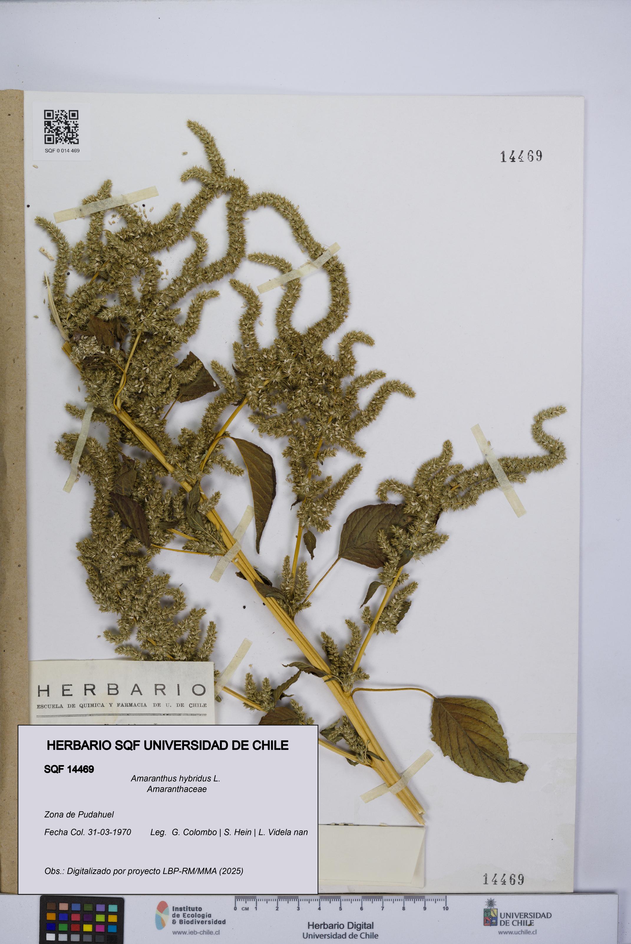 Amaranthus hybridus [Espécimen: UCH:SQF:0014469]