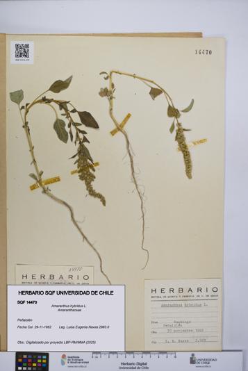 Amaranthus hybridus [Espécimen: UCH:SQF:0014470]