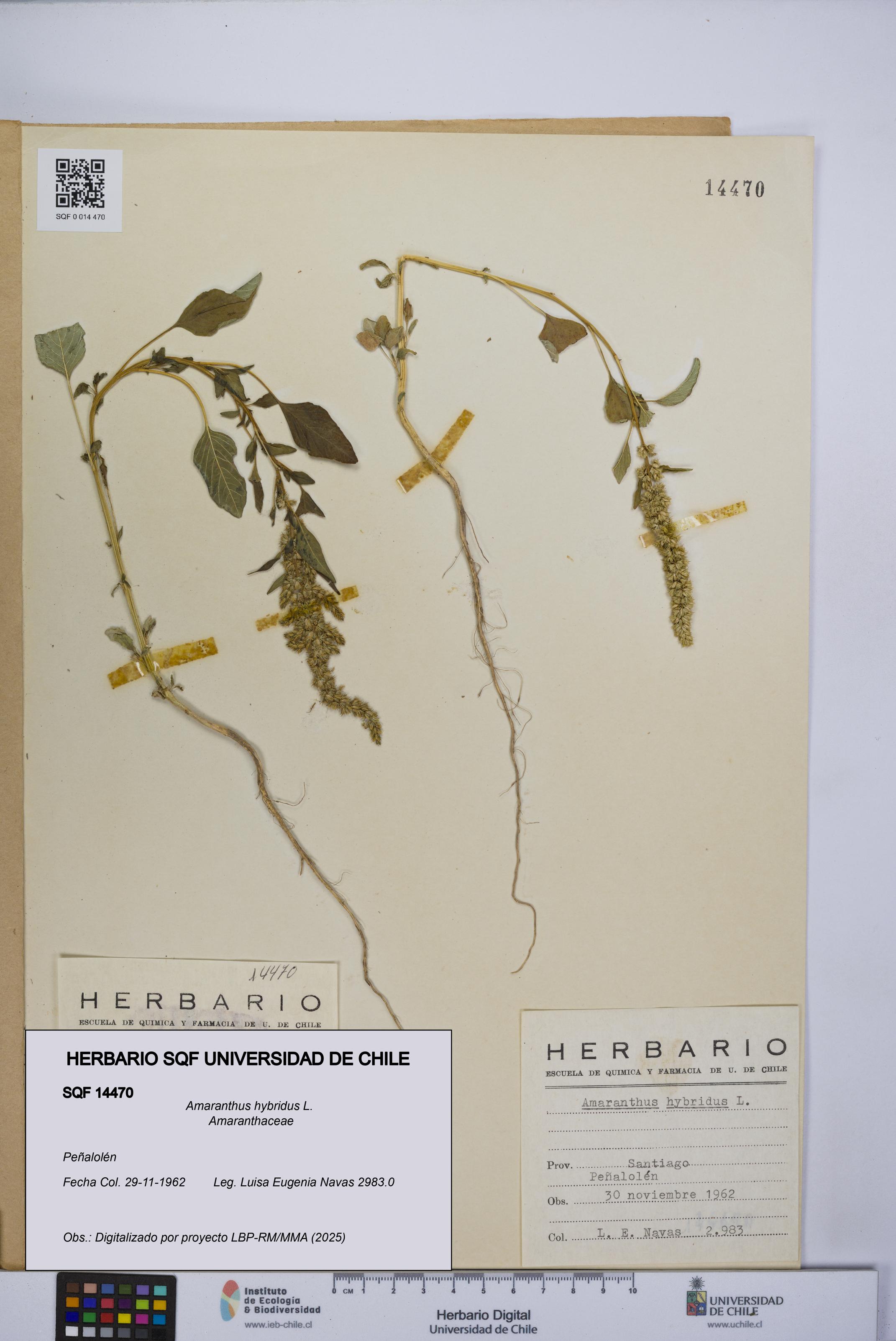 Amaranthus hybridus [Espécimen: UCH:SQF:0014470]