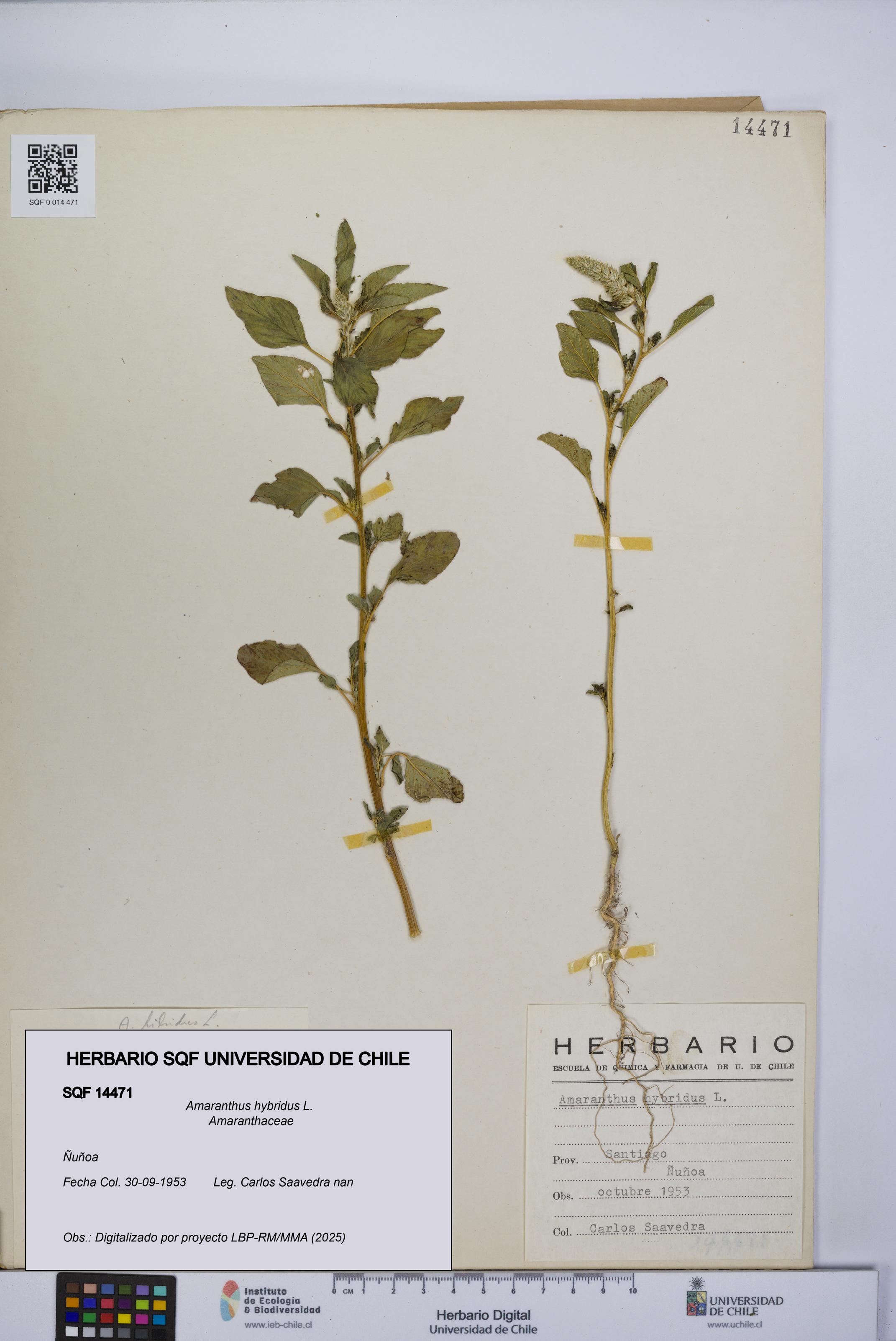 Amaranthus hybridus [Espécimen: UCH:SQF:0014471]