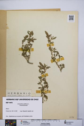 Amaranthus deflexus [Espécimen: UCH:SQF:0014472]