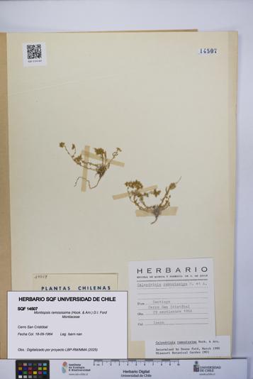 Montiopsis ramosissima [Espécimen: UCH:SQF:0014507]