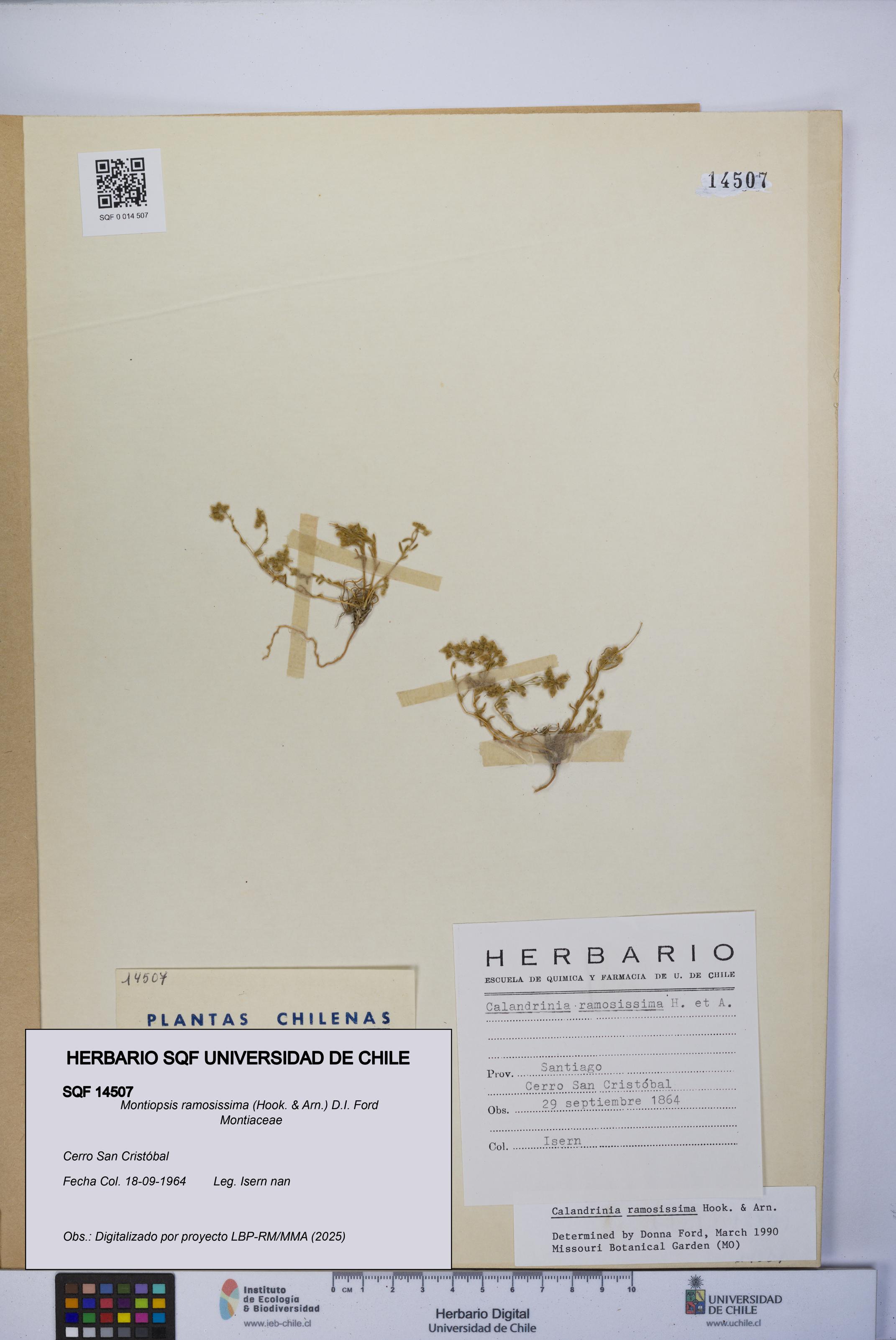 Montiopsis ramosissima [Espécimen: UCH:SQF:0014507]