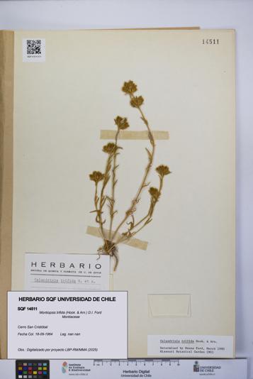 Montiopsis trifida [Espécimen: UCH:SQF:0014511]