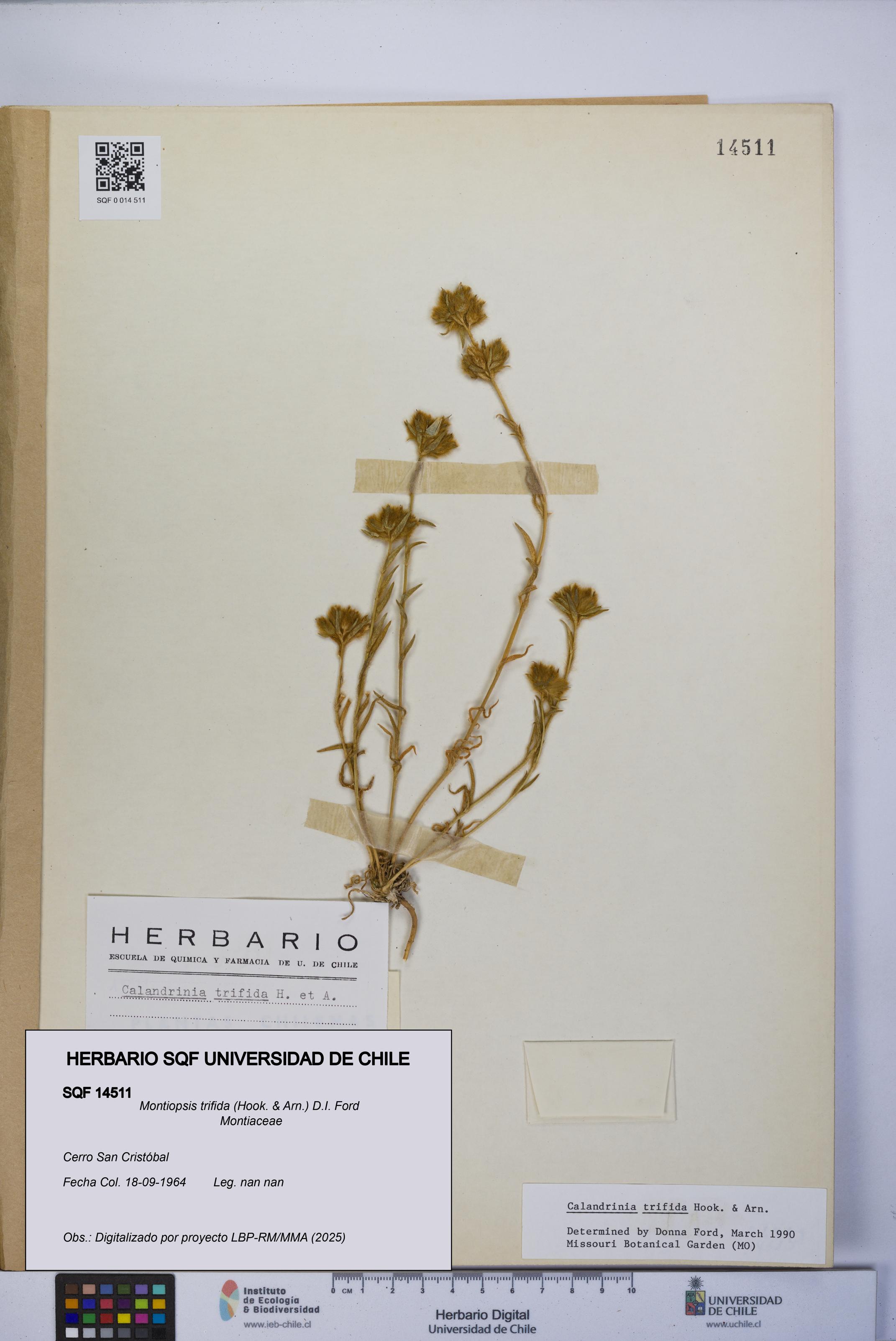 Montiopsis trifida [Espécimen: UCH:SQF:0014511]