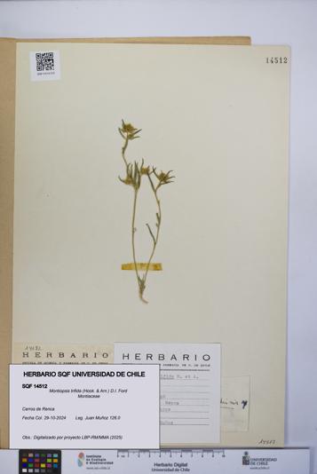 Montiopsis trifida [Espécimen: UCH:SQF:0014512]