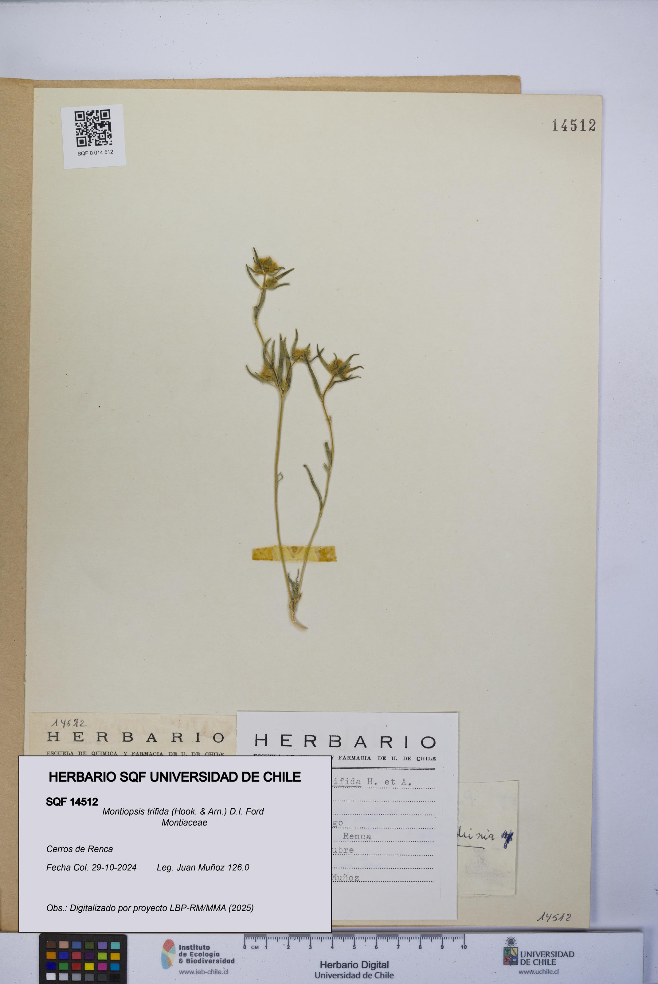 Montiopsis trifida [Espécimen: UCH:SQF:0014512]