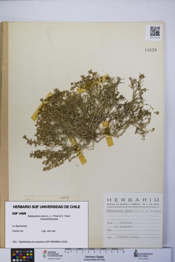 Spergularia rubra [Espécimen: UCH:SQF:0014529]