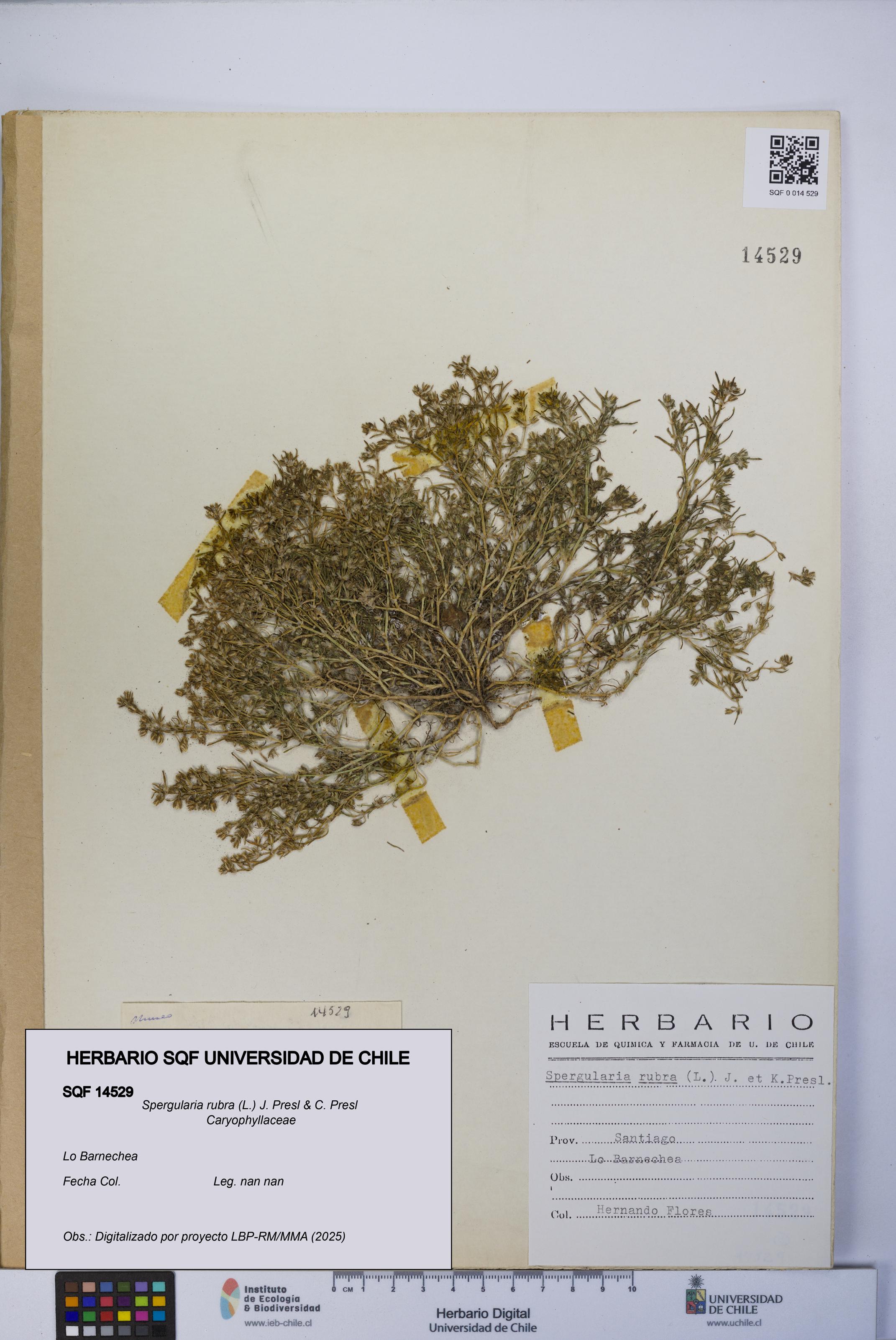 Spergularia rubra [Espécimen: UCH:SQF:0014529]