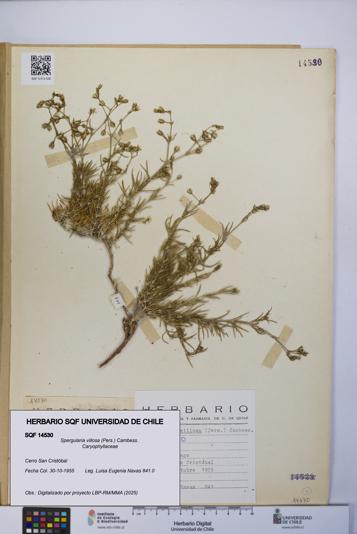 Spergularia villosa [Espécimen: UCH:SQF:0014530]