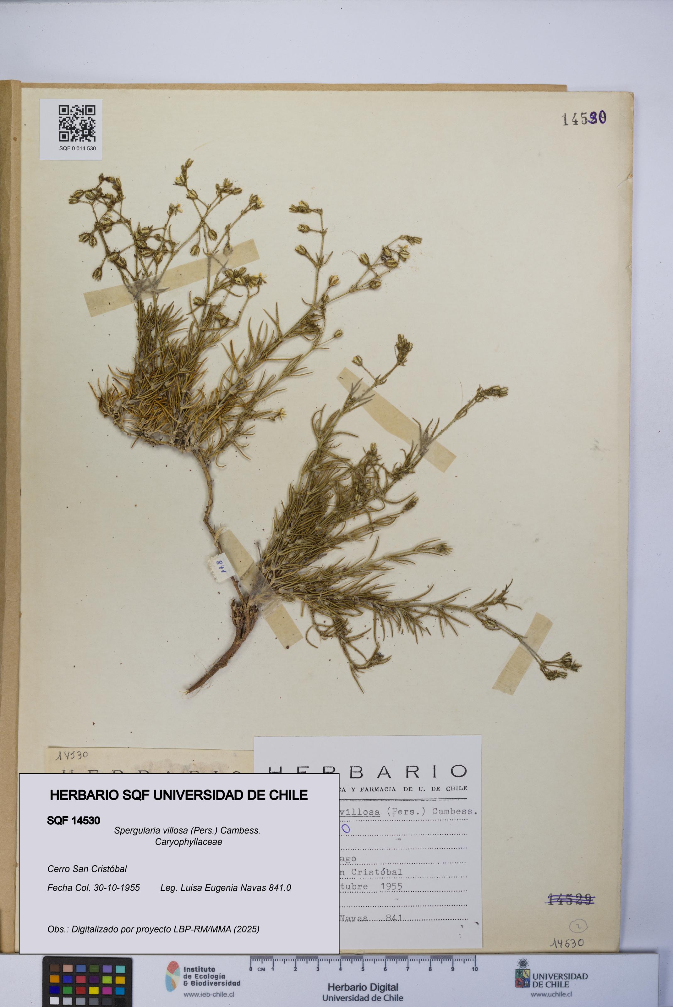 Spergularia villosa [Espécimen: UCH:SQF:0014530]