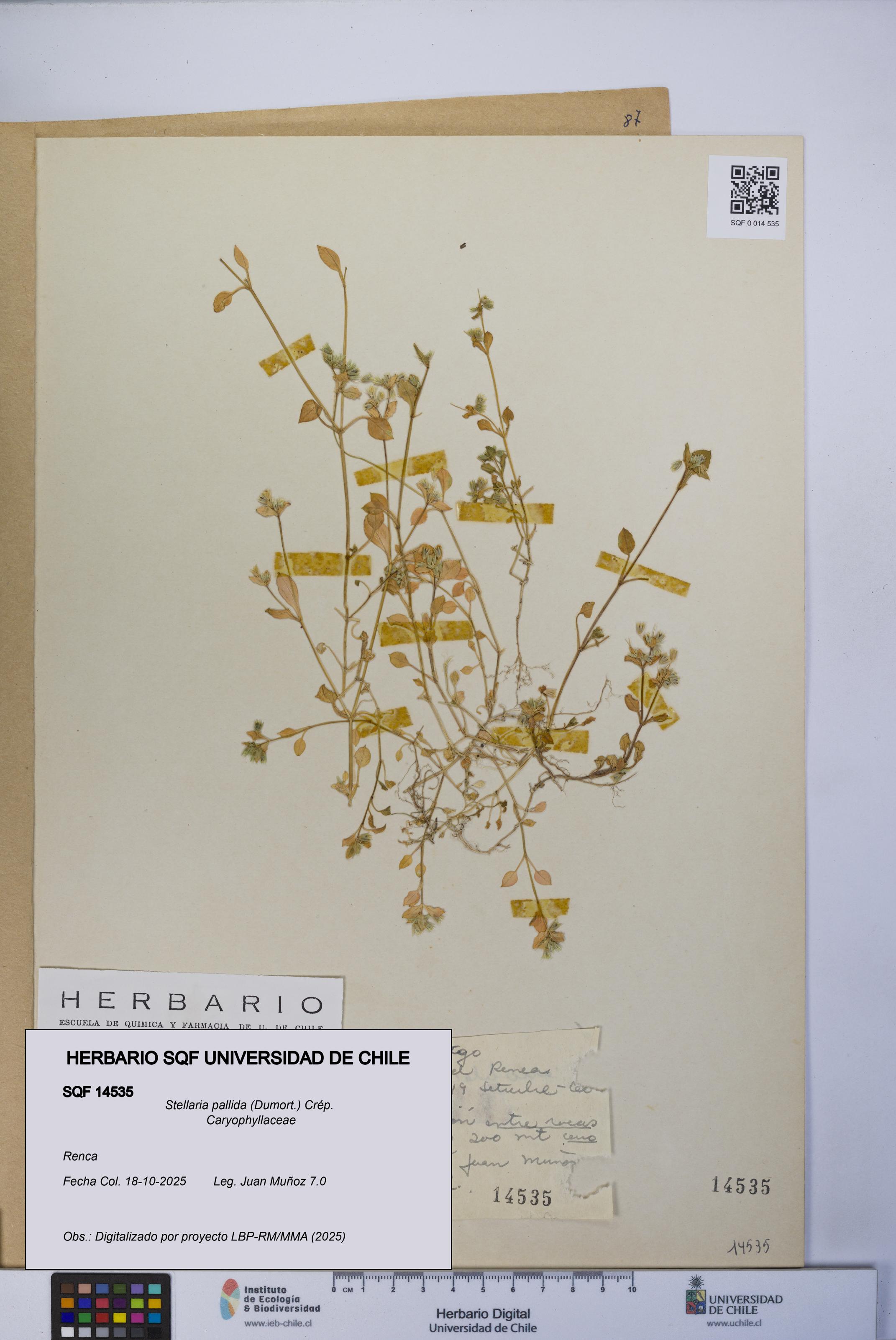 Stellaria pallida [Espécimen: UCH:SQF:0014535]