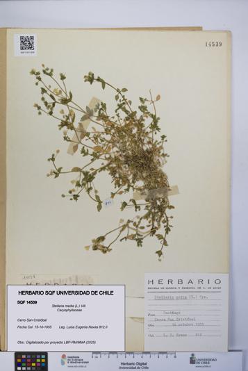 Stellaria media [Espécimen: UCH:SQF:0014539]