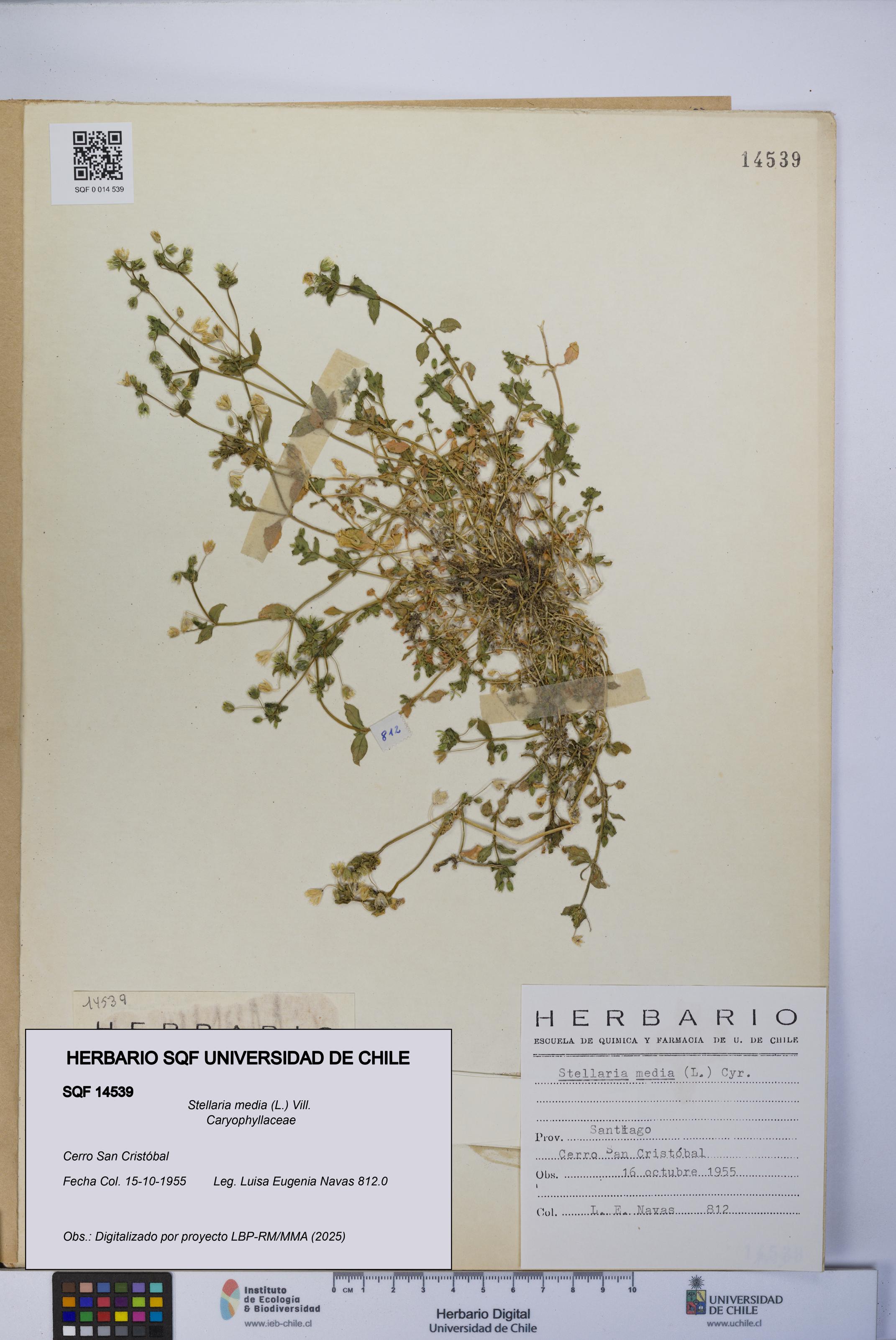 Stellaria media [Espécimen: UCH:SQF:0014539]