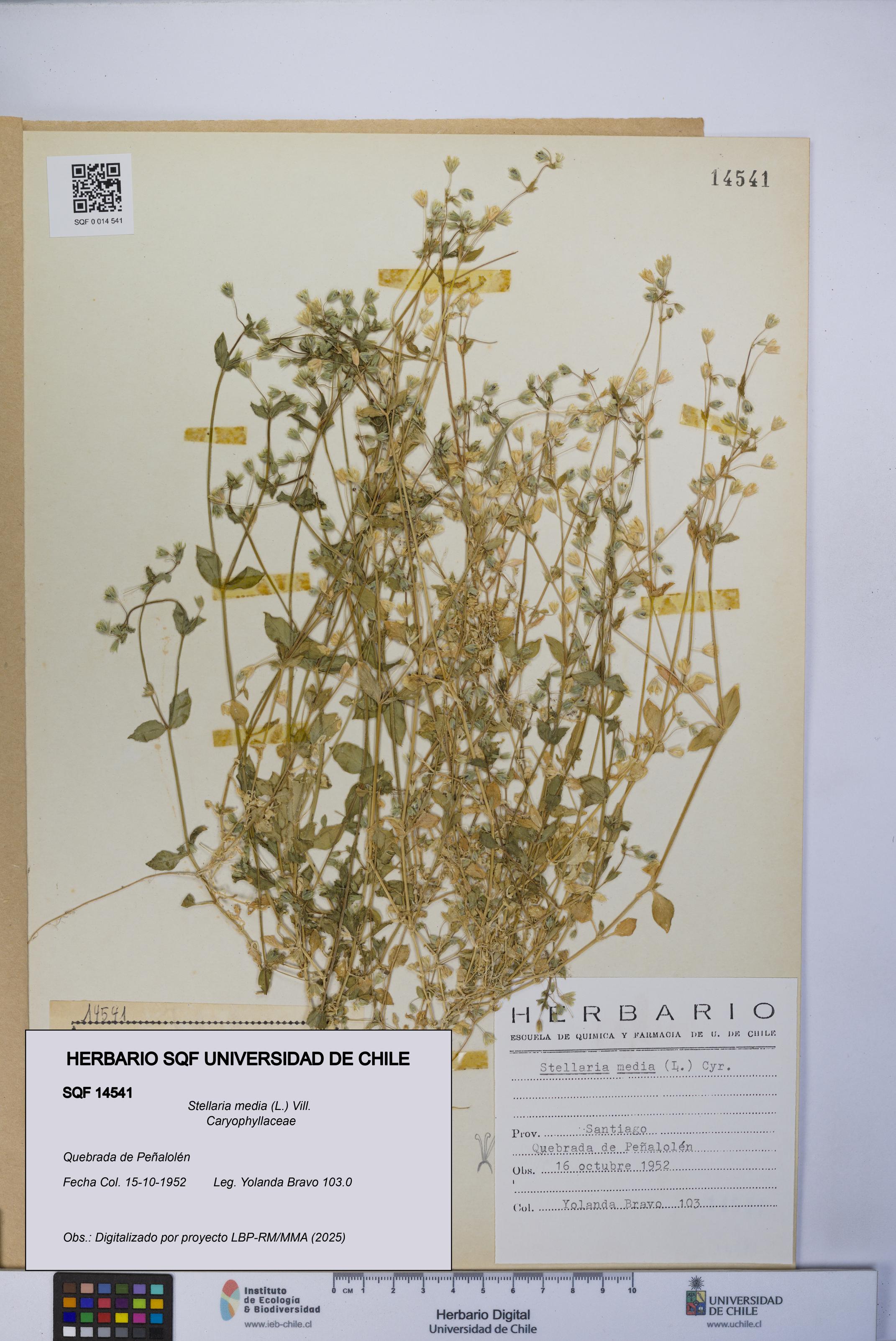 Stellaria media [Espécimen: UCH:SQF:0014541]
