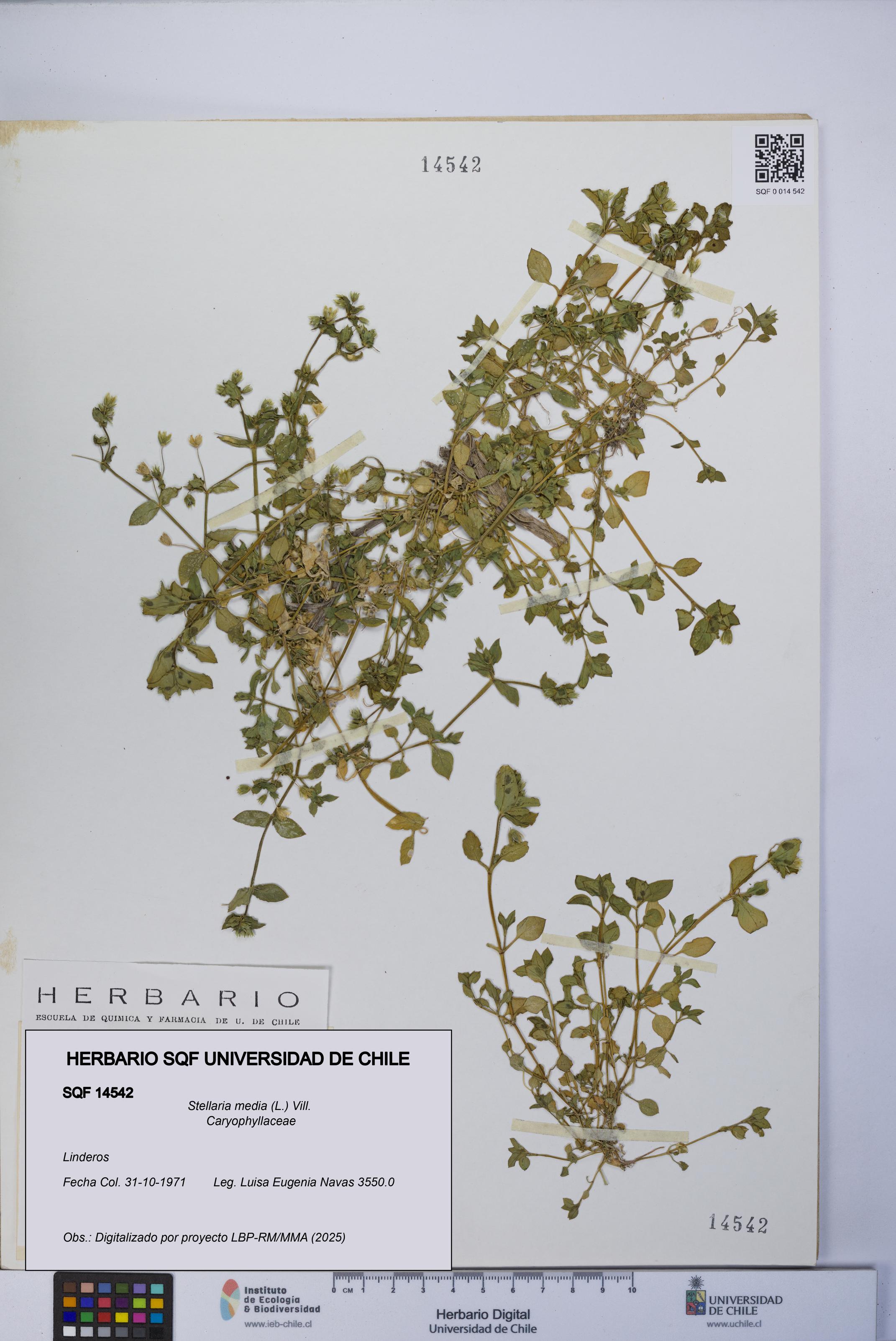Stellaria media [Espécimen: UCH:SQF:0014542]