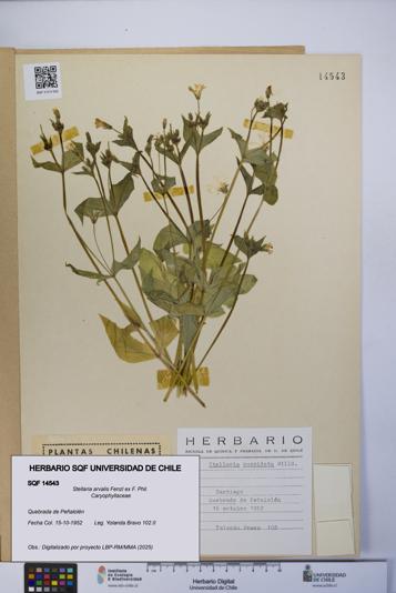 Stellaria arvalis [Espécimen: UCH:SQF:0014543]
