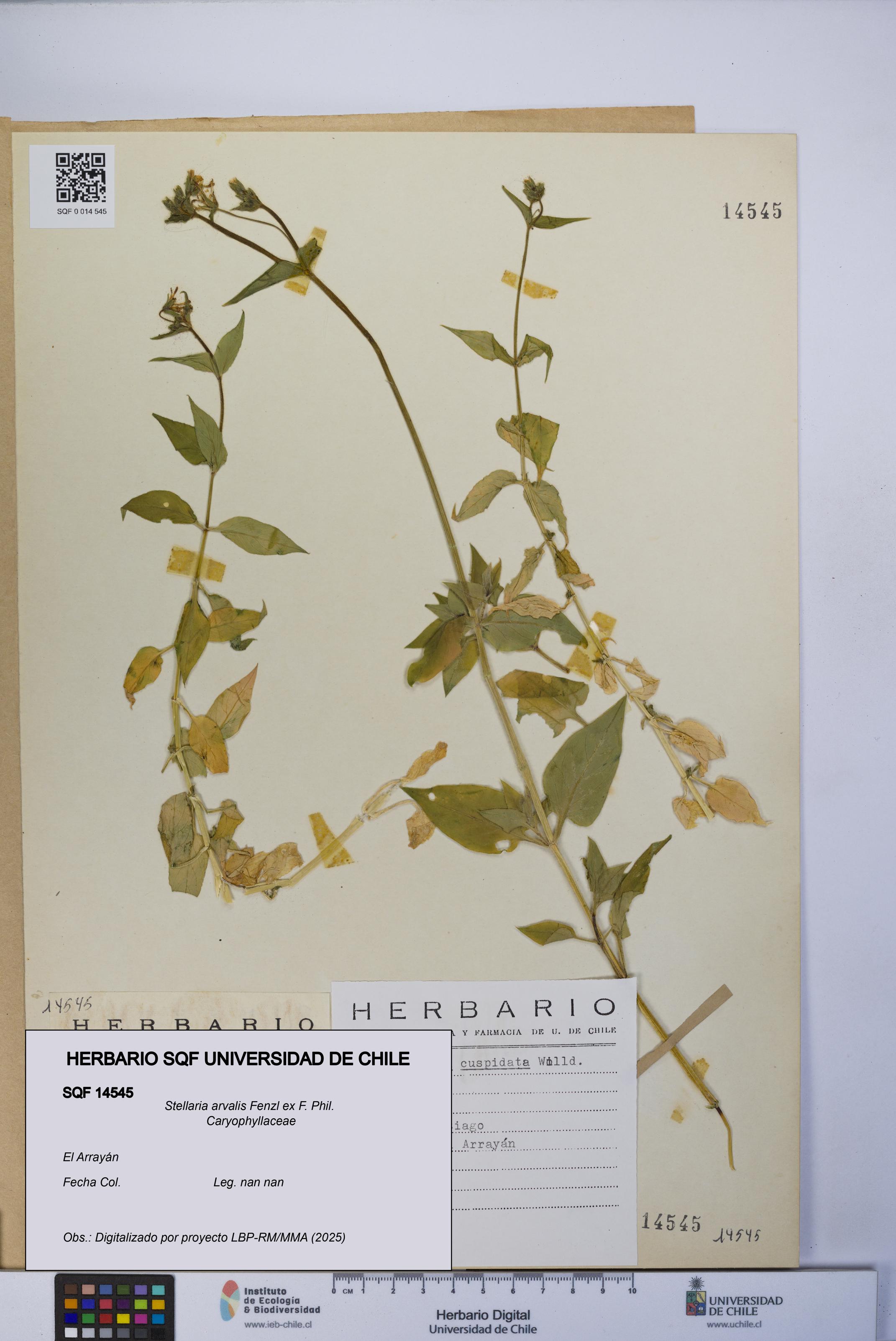 Stellaria arvalis [Espécimen: UCH:SQF:0014545]