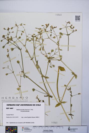 Stellaria arvalis [Espécimen: UCH:SQF:0014547]