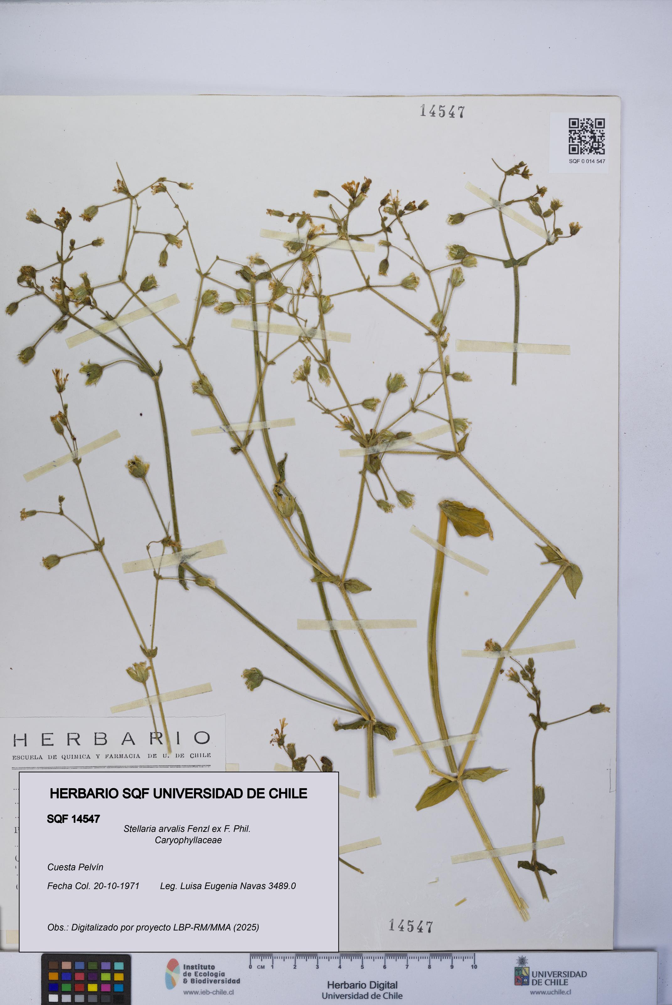 Stellaria arvalis [Espécimen: UCH:SQF:0014547]