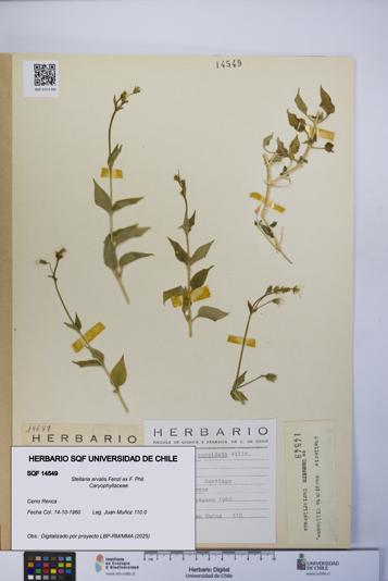 Stellaria arvalis [Espécimen: UCH:SQF:0014549]