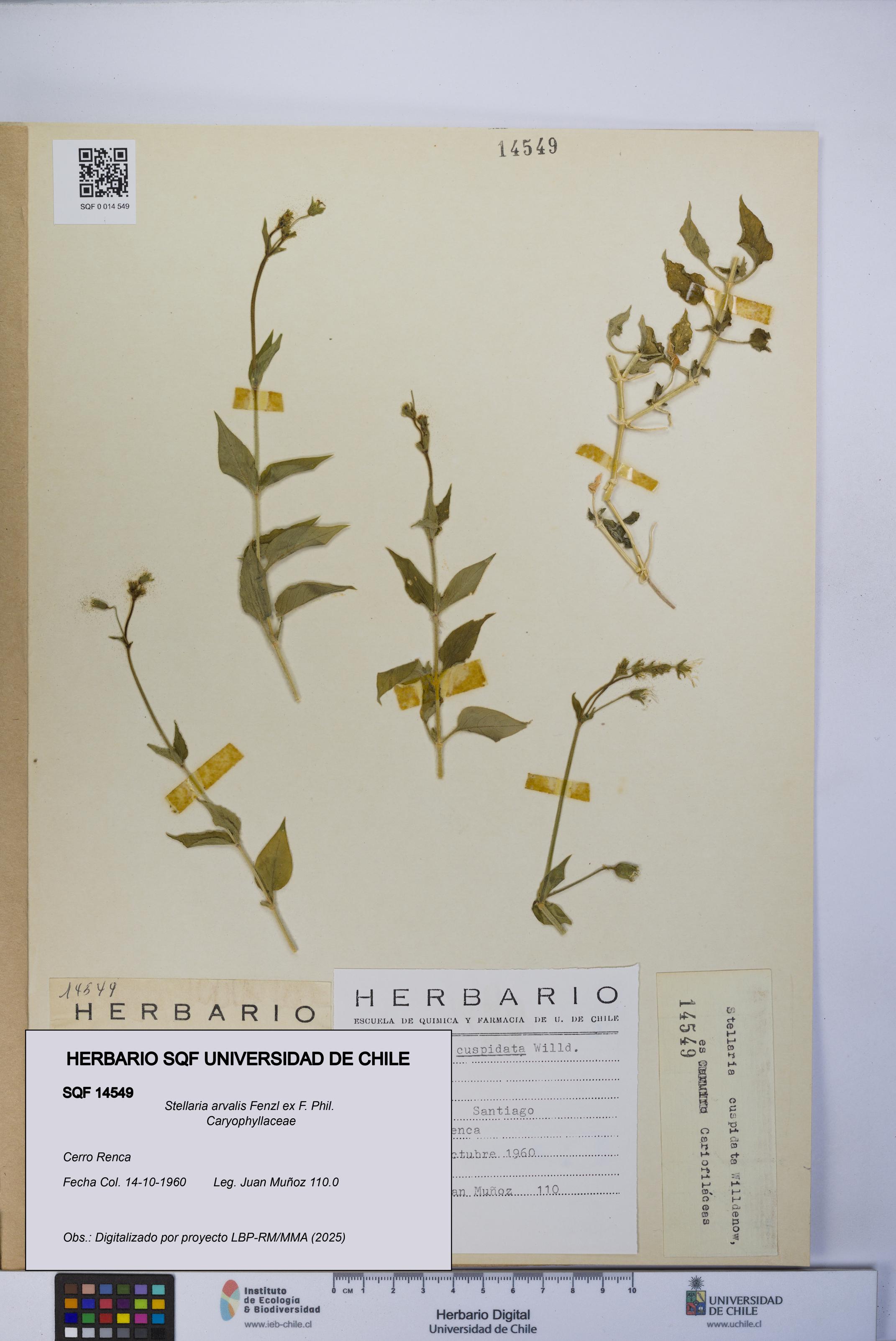 Stellaria arvalis [Espécimen: UCH:SQF:0014549]
