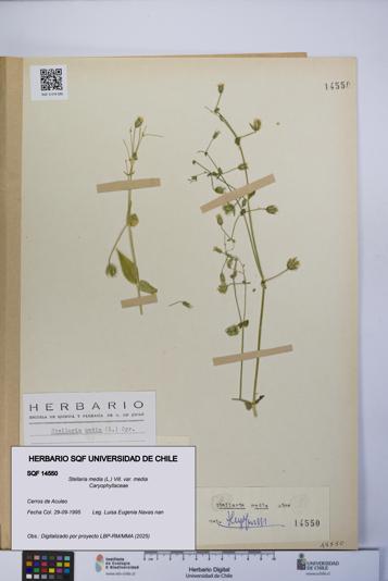 Stellaria media var. media [Espécimen: ]