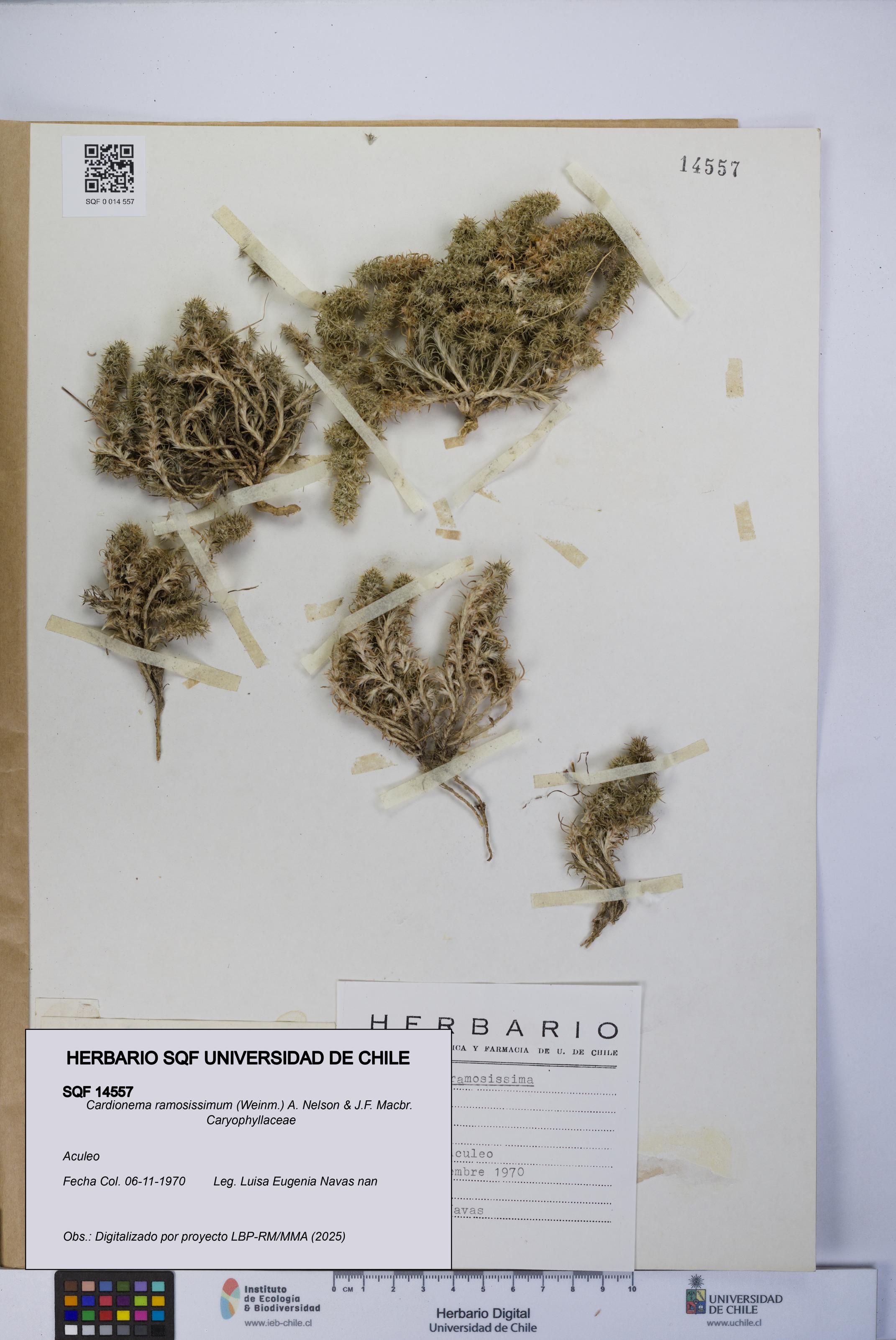 Cardionema ramosissimum [Espécimen: UCH:SQF:0014557]