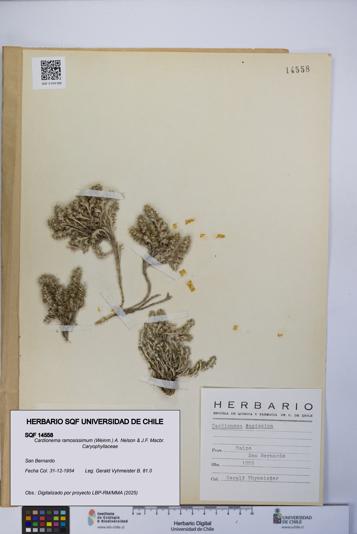 Cardionema ramosissimum [Espécimen: UCH:SQF:0014558]