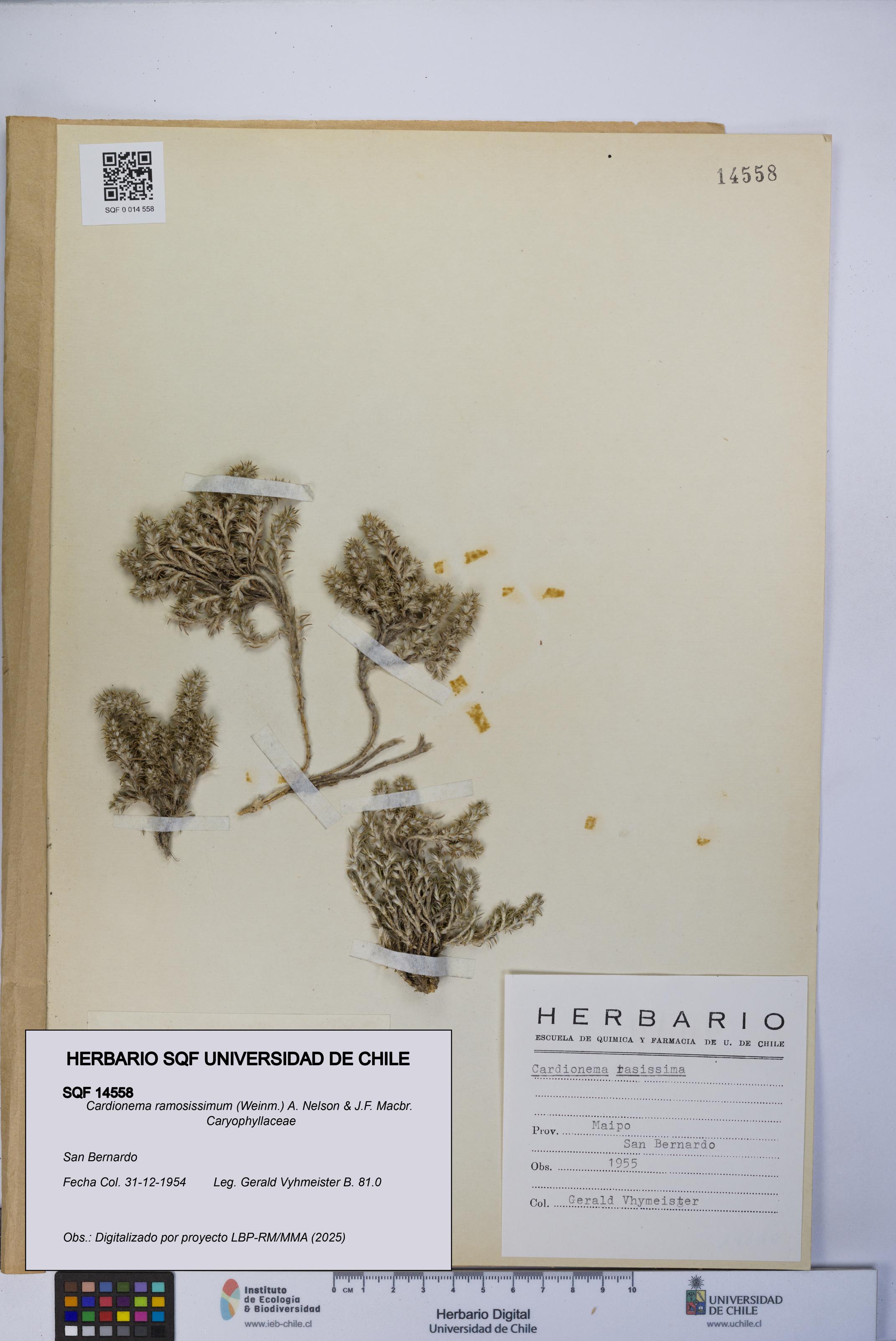 Cardionema ramosissimum [Espécimen: UCH:SQF:0014558]