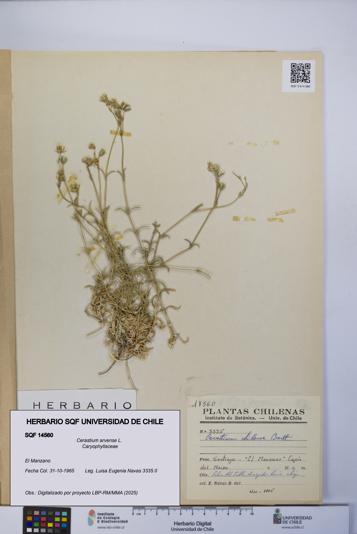 Cerastium arvense [Espécimen: UCH:SQF:0014560]