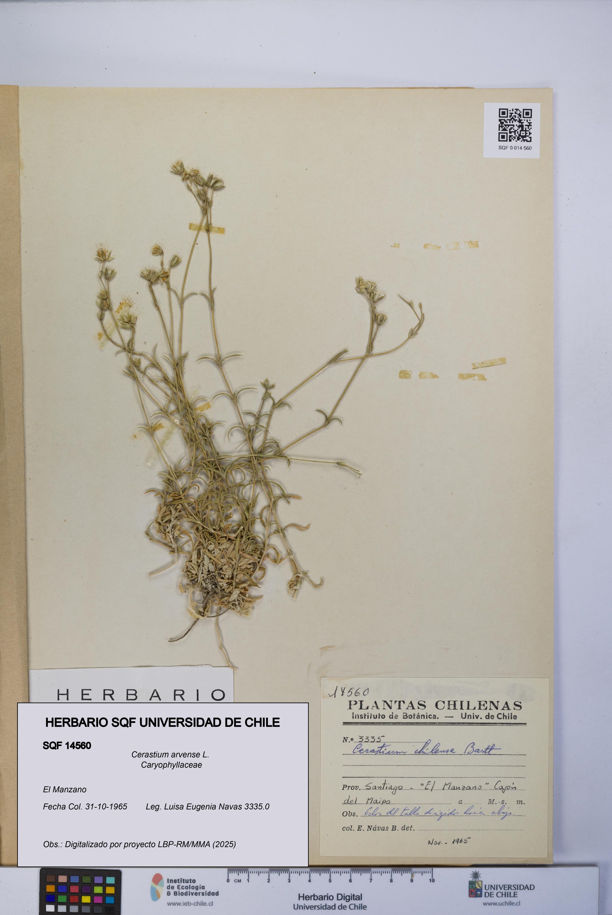 Cerastium arvense [Espécimen: UCH:SQF:0014560]