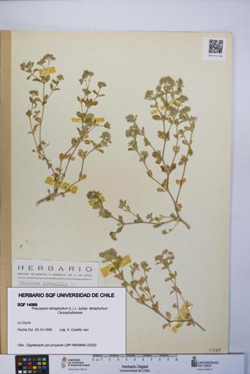 Polycarpon tetraphyllum subsp. tetraphyllum [Espécimen: ]
