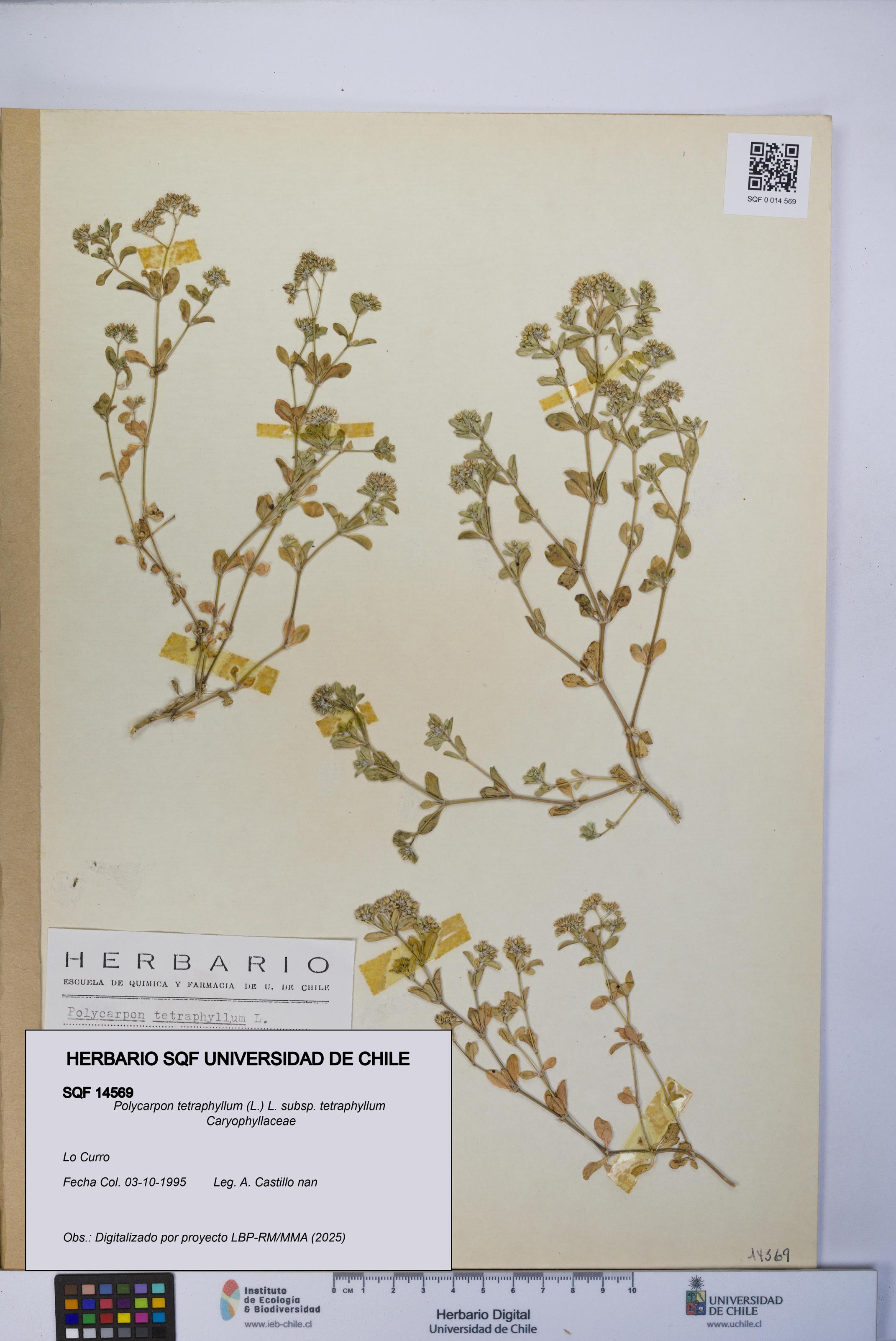 Polycarpon tetraphyllum subsp. tetraphyllum [Espécimen: ]