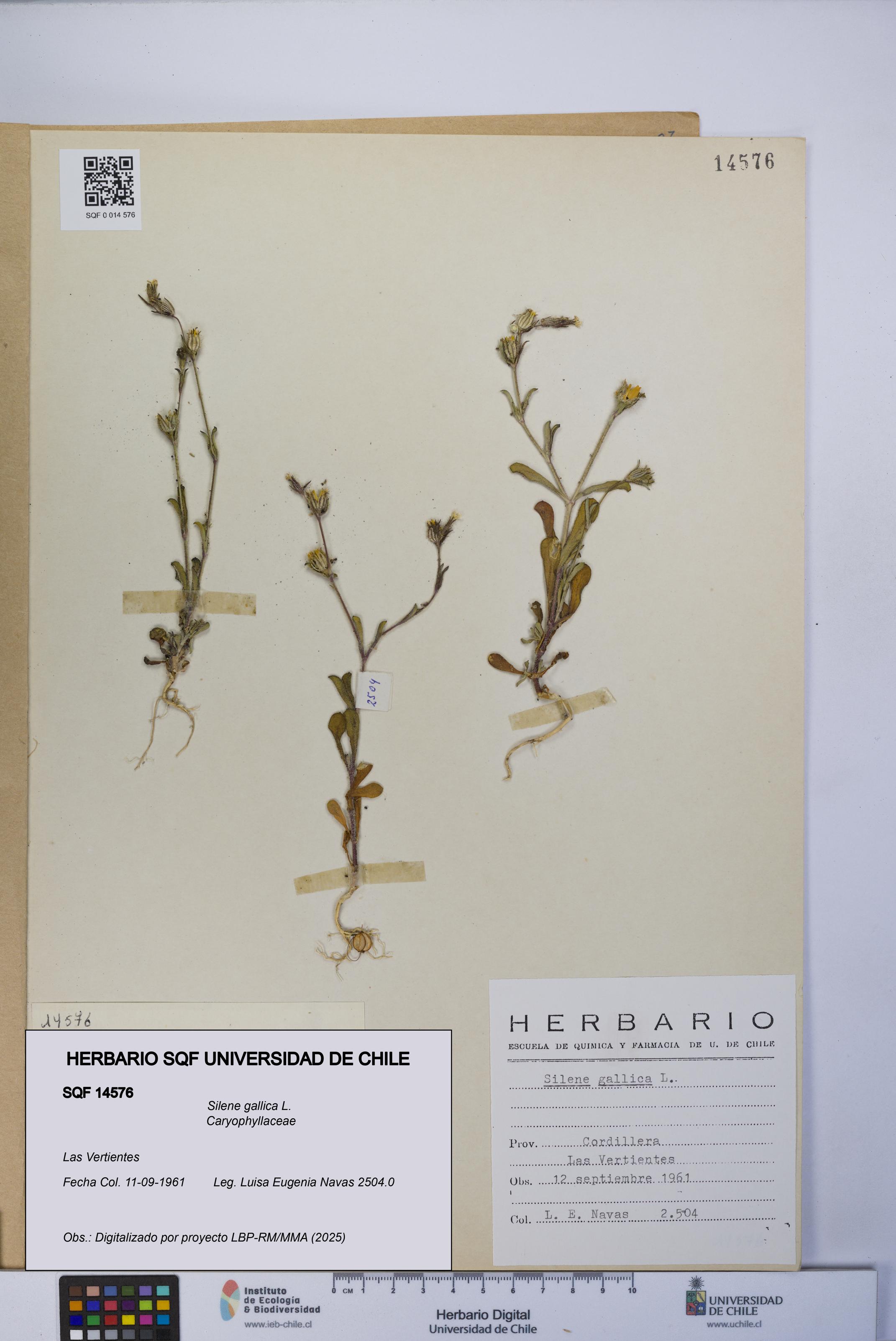 Silene gallica [Espécimen: UCH:SQF:0014576]