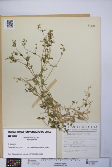 Stellaria media [Espécimen: UCH:SQF:0014590]