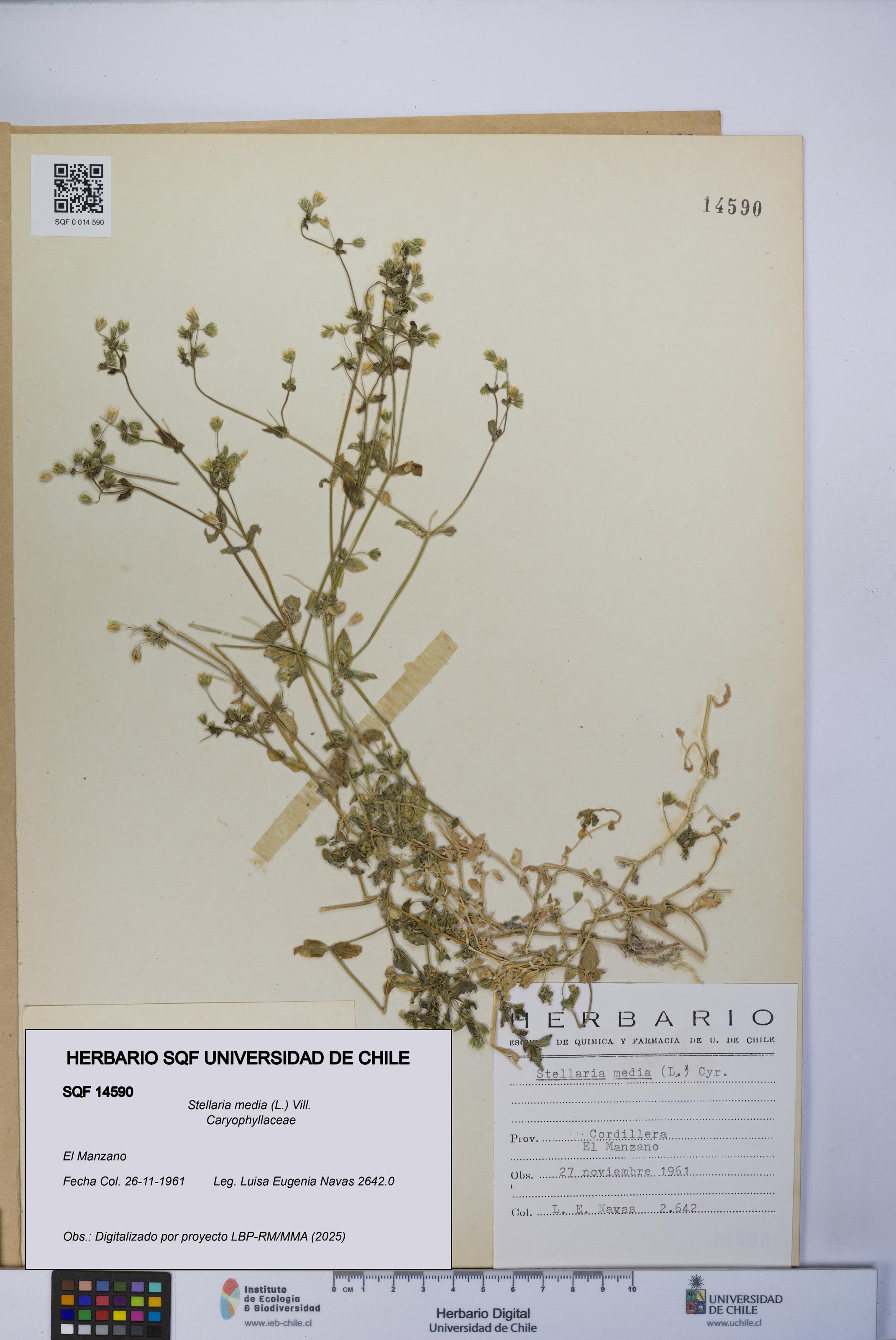 Stellaria media [Espécimen: UCH:SQF:0014590]