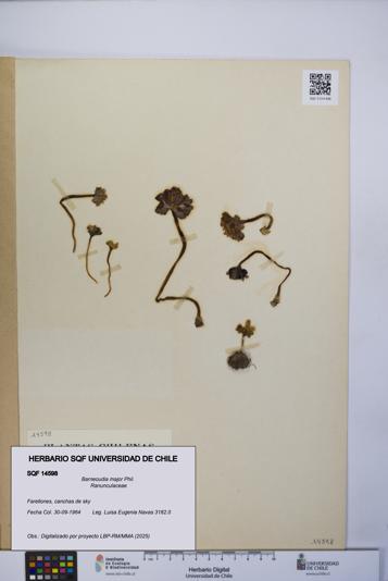 Barneoudia major [Espécimen: UCH:SQF:0014598]