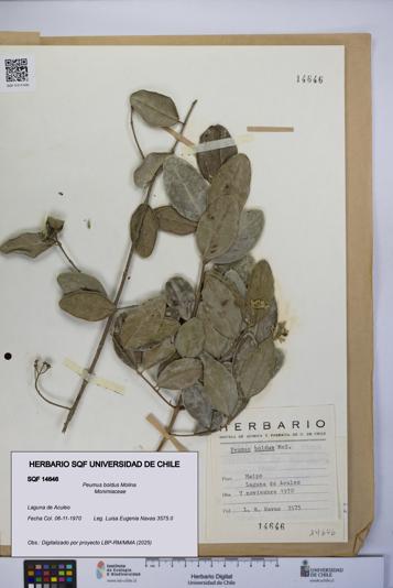 Peumus boldus [Espécimen: UCH:SQF:0014646]