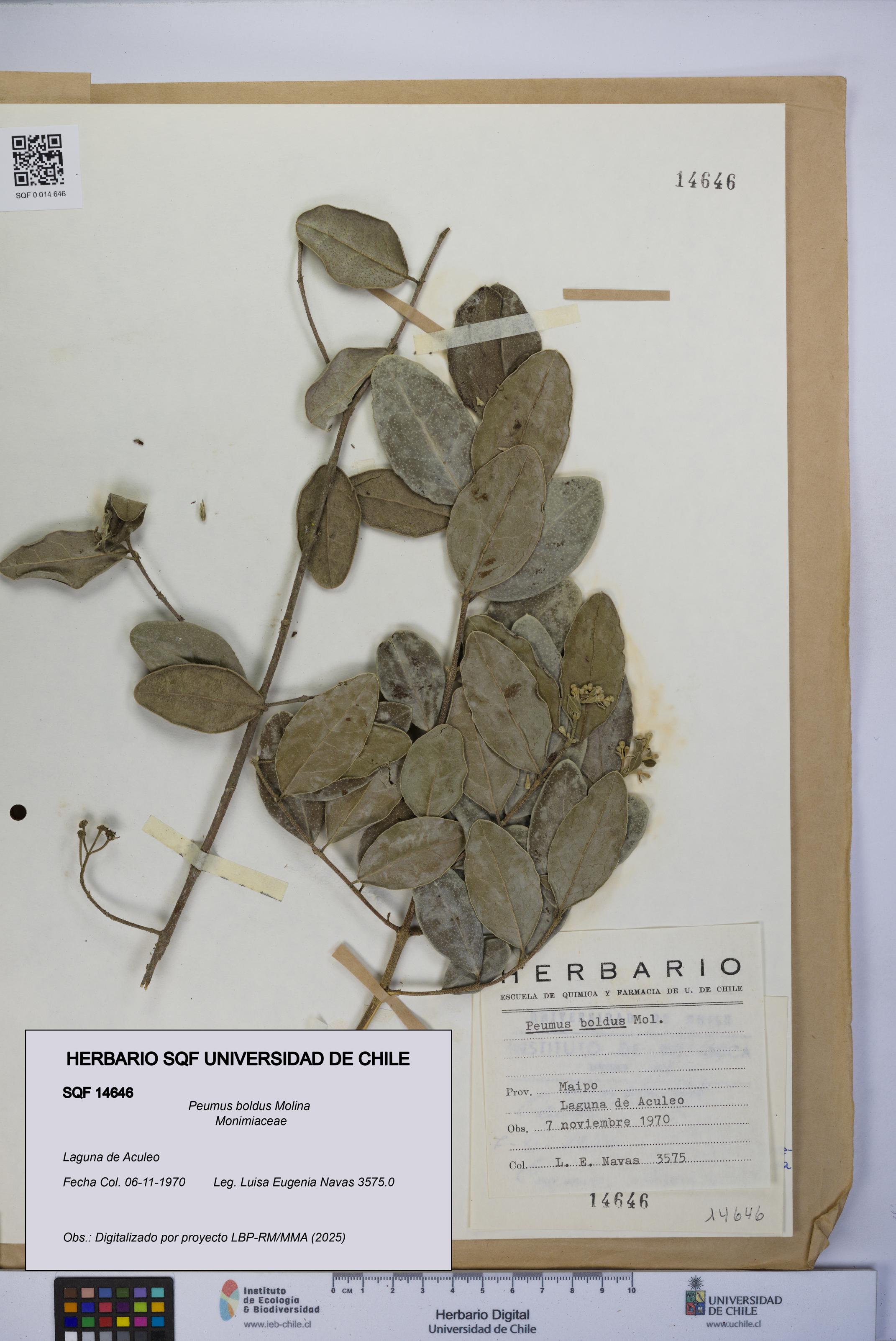 Peumus boldus [Espécimen: UCH:SQF:0014646]