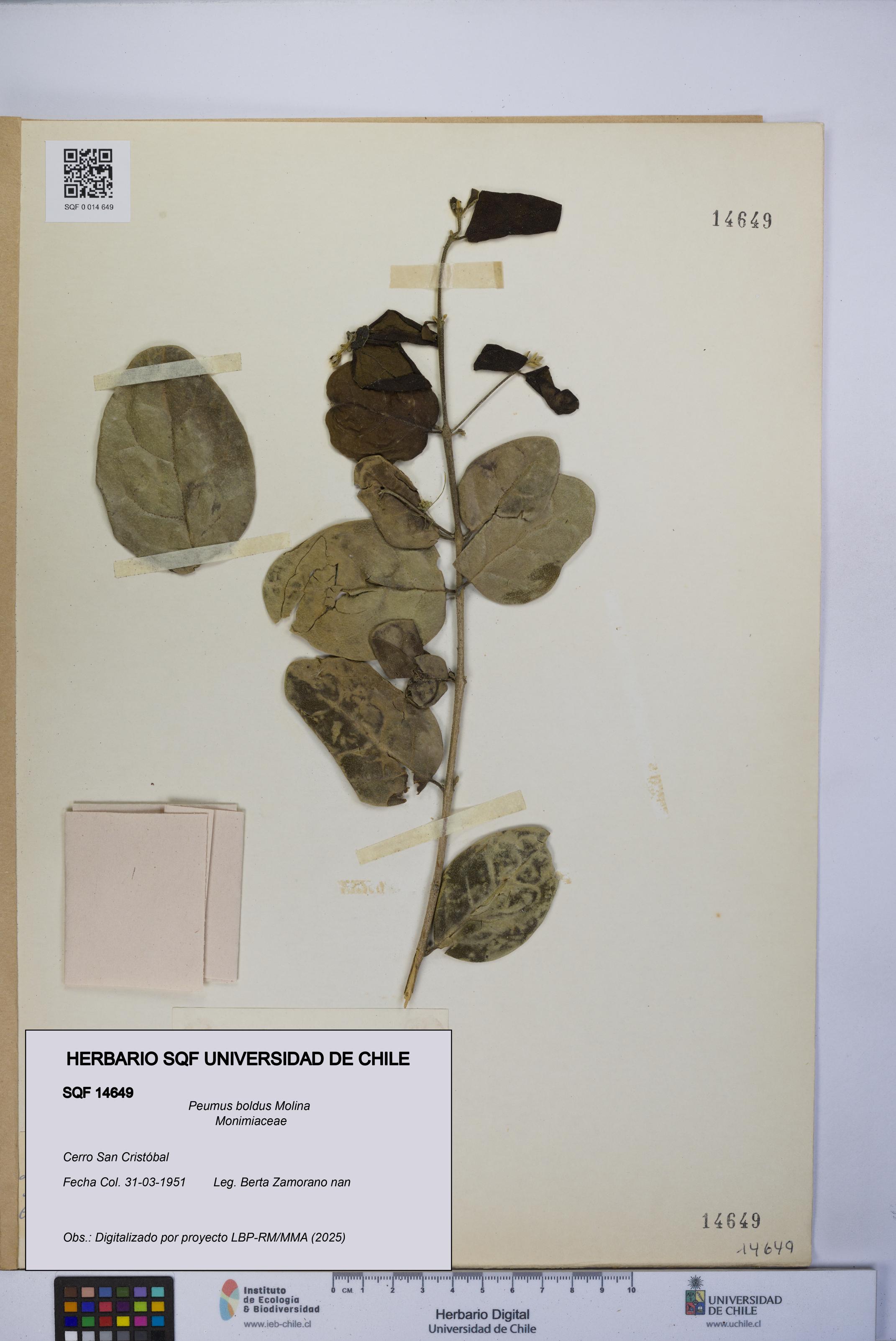 Peumus boldus [Espécimen: UCH:SQF:0014649]