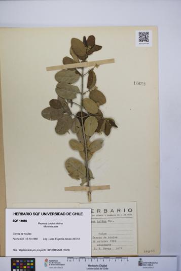 Peumus boldus [Espécimen: UCH:SQF:0014650]