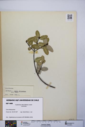 Cryptocarya alba [Espécimen: UCH:SQF:0014656]