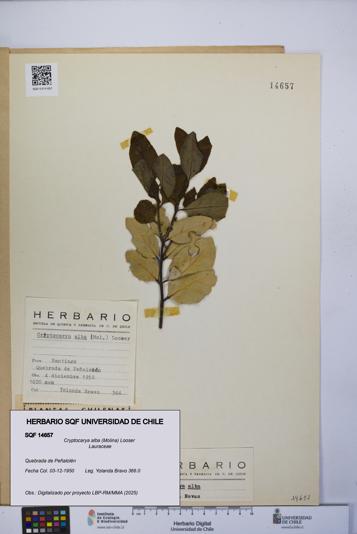 Cryptocarya alba [Espécimen: UCH:SQF:0014657]