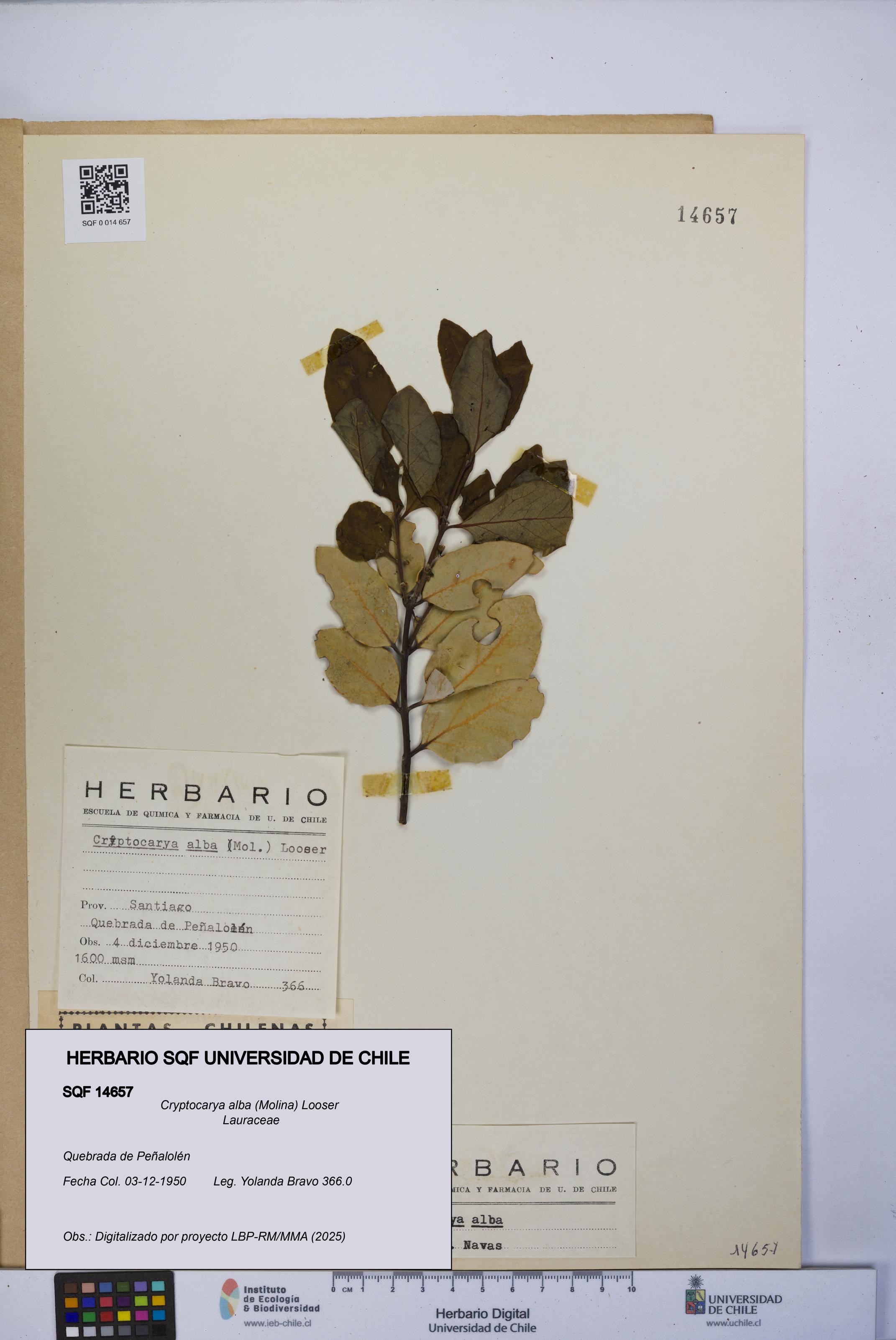 Cryptocarya alba [Espécimen: UCH:SQF:0014657]