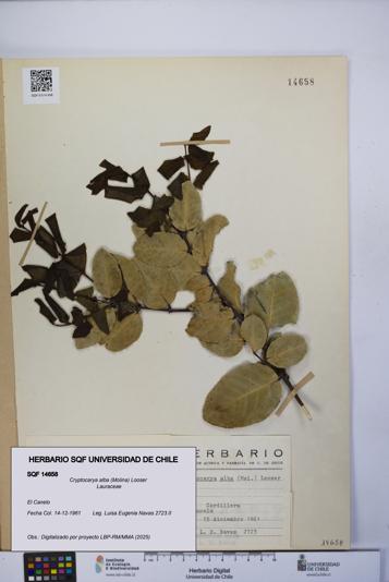 Cryptocarya alba [Espécimen: UCH:SQF:0014658]