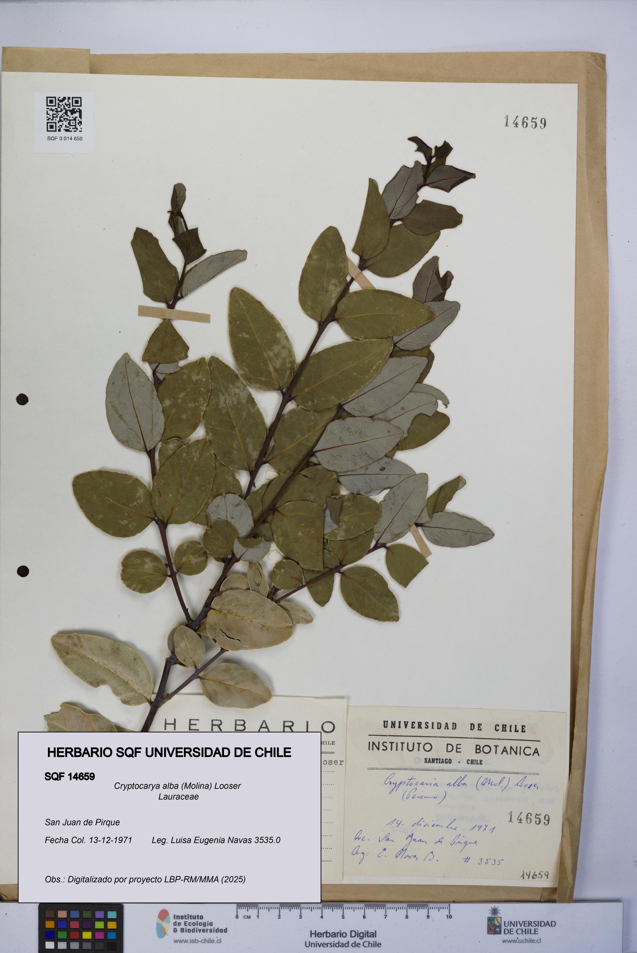 Cryptocarya alba [Espécimen: UCH:SQF:0014659]