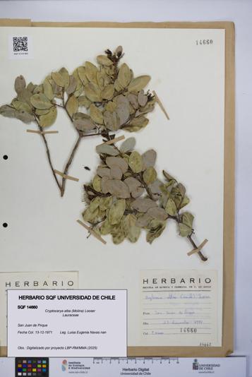 Cryptocarya alba [Espécimen: UCH:SQF:0014660]