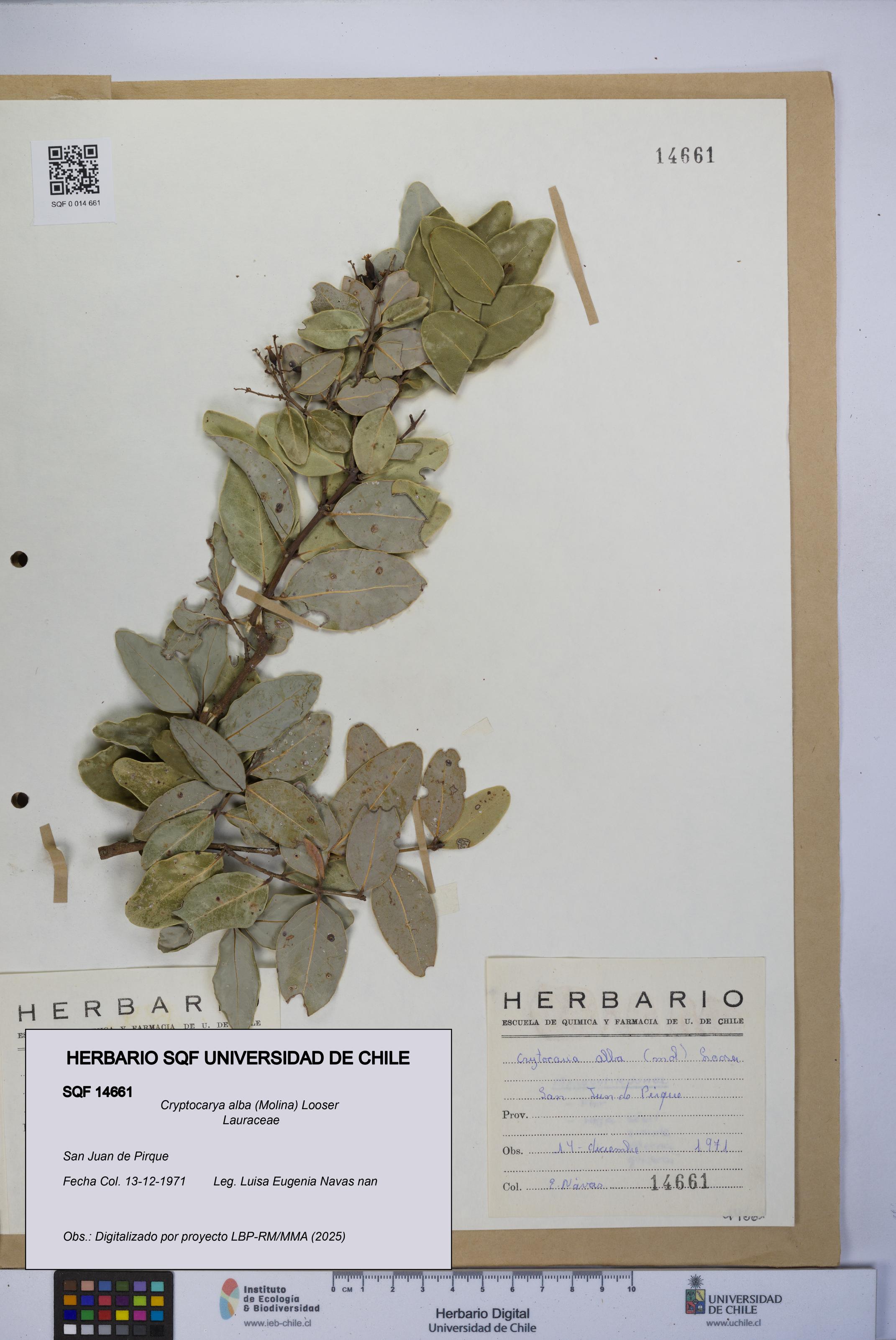 Cryptocarya alba [Espécimen: UCH:SQF:0014661]