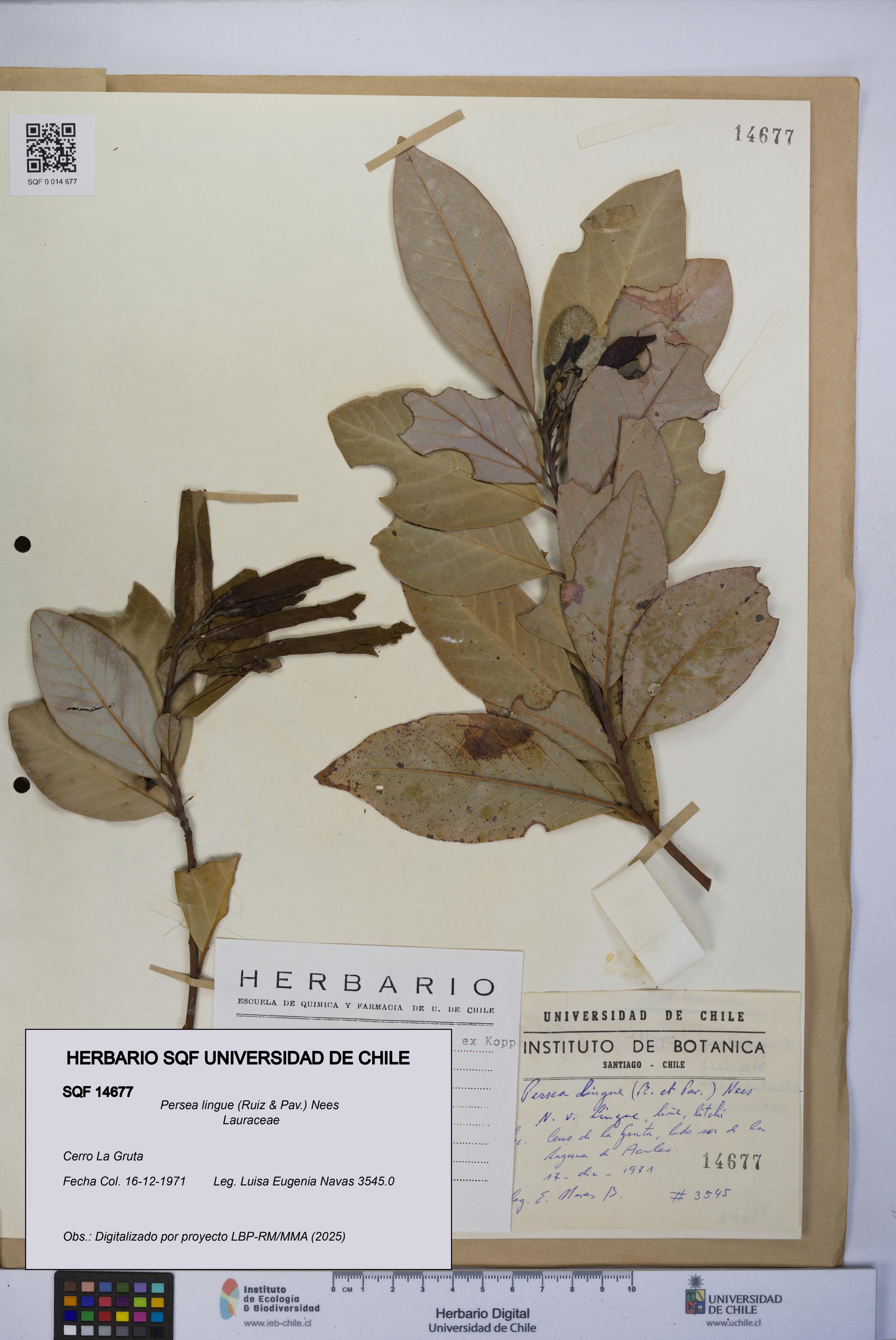 Persea lingue [Espécimen: UCH:SQF:0014677]